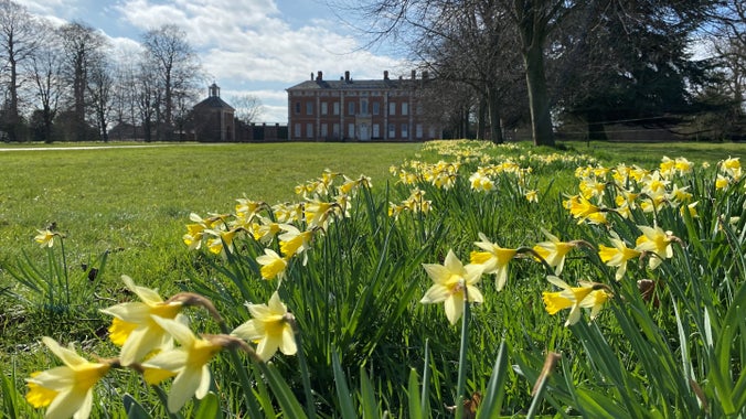 Rows of daffodils in the foreground with a large hall in the distance